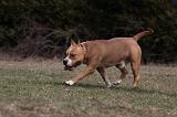 AMSTAFF ADULT 358